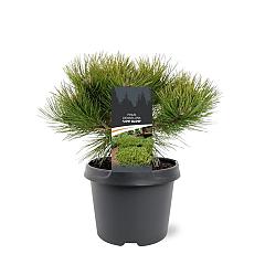 Pinus densiflora 'Low Glow'