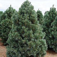 Pinus flexilis 'Vanderwolf's Pyramid'