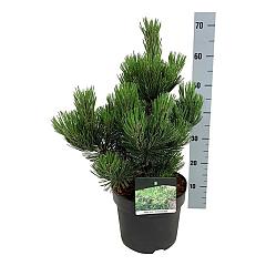 Pinus heldreichii 'Compact Gem'