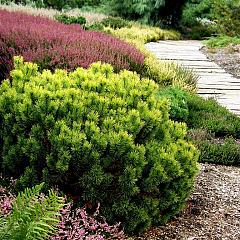 Pinus mugo 'Carsten's Wintergold'