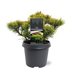 Pinus mugo 'Carsten's Wintergold'