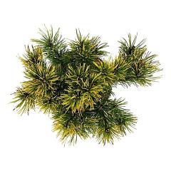 Pinus mugo 'Carsten's Wintergold'