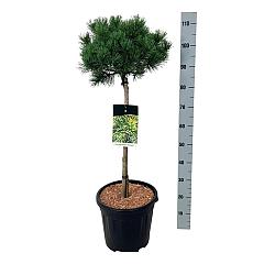 Pinus mugo 'Carsten's Wintergold'