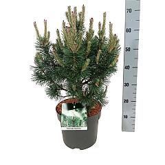 Pinus mugo 'Columnaris'