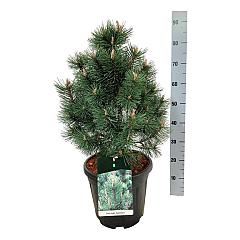 Pinus mugo 'Columnaris'