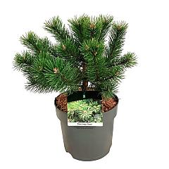 Pinus mugo 'Gnom'
