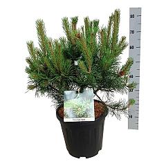 Pinus mugo 'Gnom'