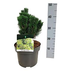 Pinus mugo 'Limerick'