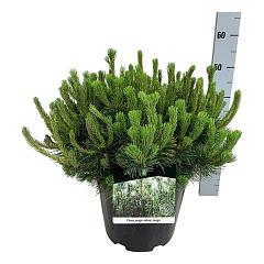 Pinus mugo mugo