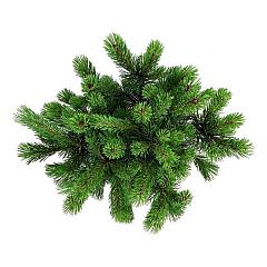 Pinus mugo 'Mumpitz'