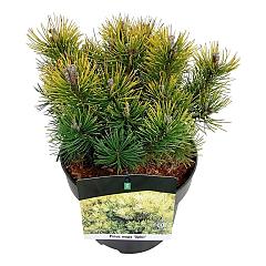 Pinus mugo 'Ophir'