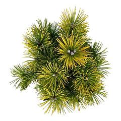 Pinus mugo 'Winter Gold'