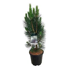 Pinus nigra 'Pyramidalis'