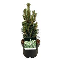 Pinus nigra 'Richard'
