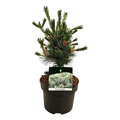 Pinus parviflora 'Negishi'