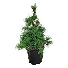 Pinus strobus 'Niagra Falls'