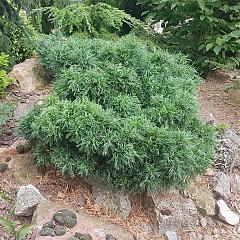 Pinus strobus 'Tiny Kurls'