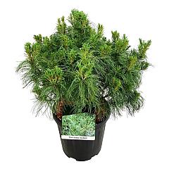 Pinus strobus 'Tiny Kurls'