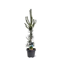 Pinus sylvestris