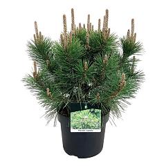 Pinus thunbergii 'Sayonara'