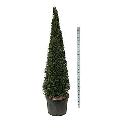 Taxus baccata
