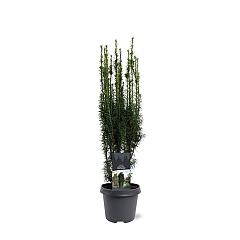 Taxus b. 'Fastigiata'