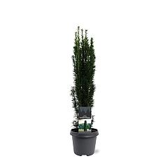 Taxus b. 'Fastigiata Robusta'