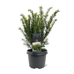 Taxus media 'Farmen'