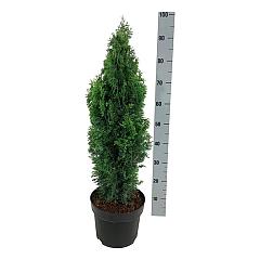 Thuja occ. 'Degroot's Spire'