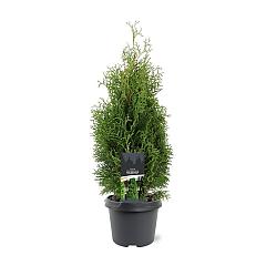 Thuja occ. 'Holmstrup'