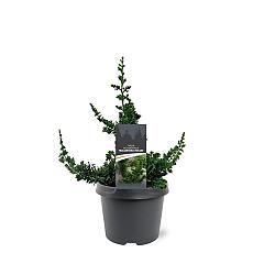 Thuja occ. 'Malonyana Holub'