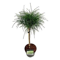 Thuja pl. 'Whipcord'