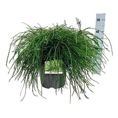 Thuja pl. 'Whipcord'