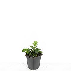 Aster ageratoides 'Asran'