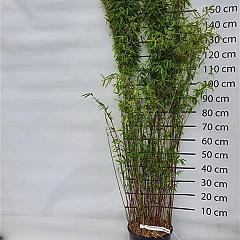 Fargesia nitida'Volcano'