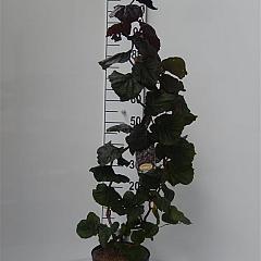 Corylus a. 'Red Majestic'