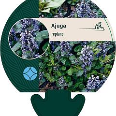 Ajuga reptans