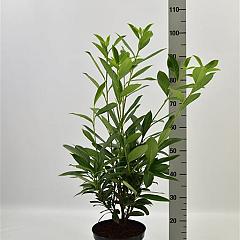 Prunus l. 'Caucasica'