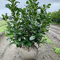 Prunus l. 'Etna'