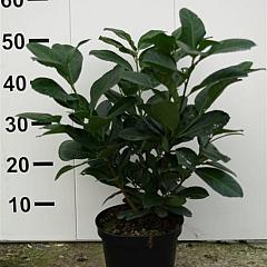 Prunus l. 'Etna'