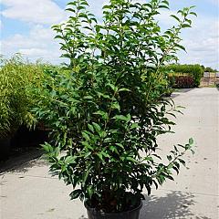 Prunus lusitanica 'Angustifolia'
