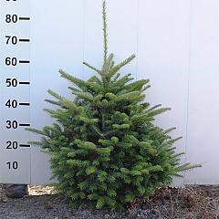 Abies fraseri