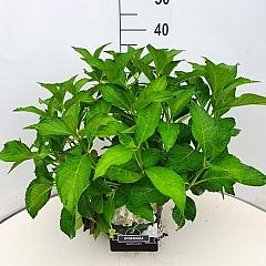 Hydrangea m. 'Soeur Thérèse'