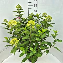 Hydrangea pan. 'Limelight'