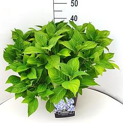 Hydrangea s. 'Bluebird'