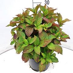 Hydrangea s. 'Preziosa'