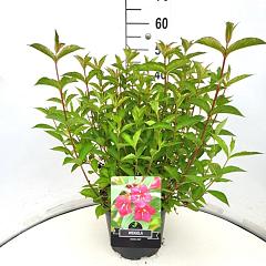 Weigela 'Bristol Ruby'
