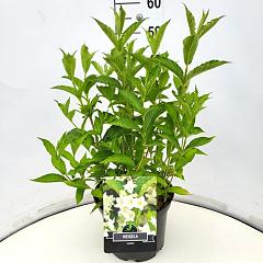 Weigela 'Candida'