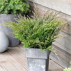Juniperus hor. 'Andorra Compact'