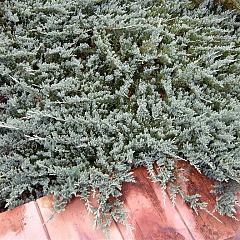 Juniperus hor. 'Blue Chip'